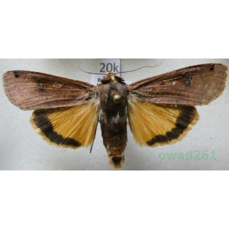 Noctua pronuba (Linnaeus, 1758) Rolnica tasiemka Czech20k